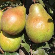 Саженец Груша Дельбарью РХ в контейнере